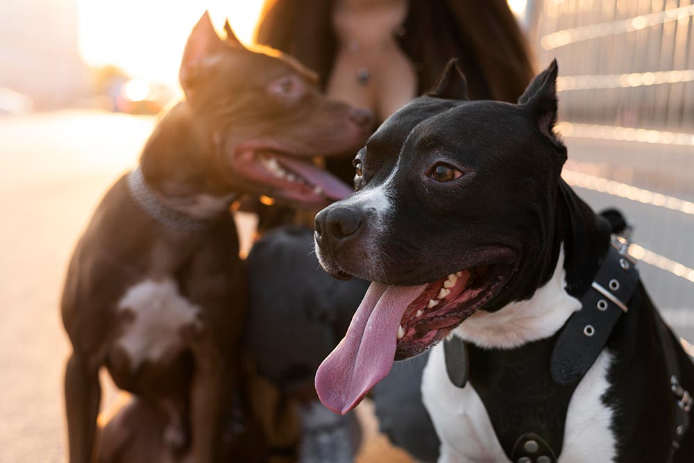Pólizas de responsabilidad civil extracontractual para propietarios y tenedores de caninos de manejo especial.￼